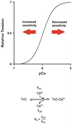 Myofilament Calcium Sensitivity: Role in Regulation of In vivo Cardiac Contraction and Relaxation